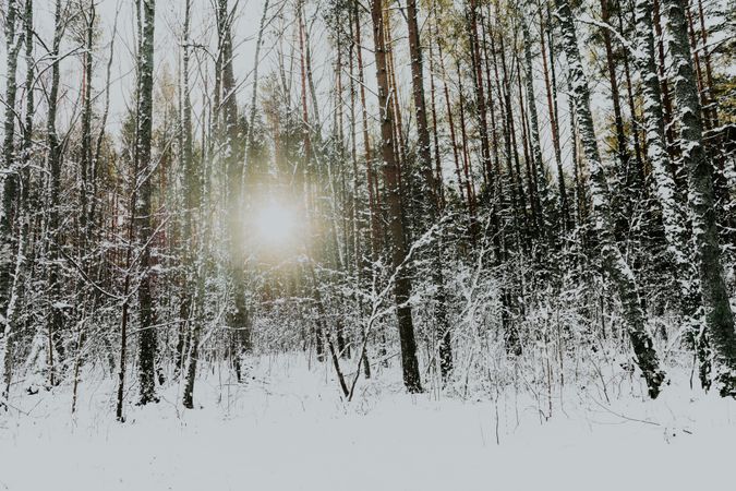 Winter forest at sunrise