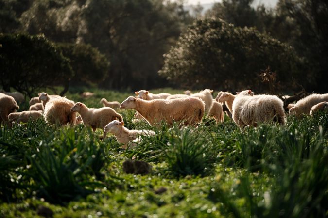 Sheep grazing on green meadow