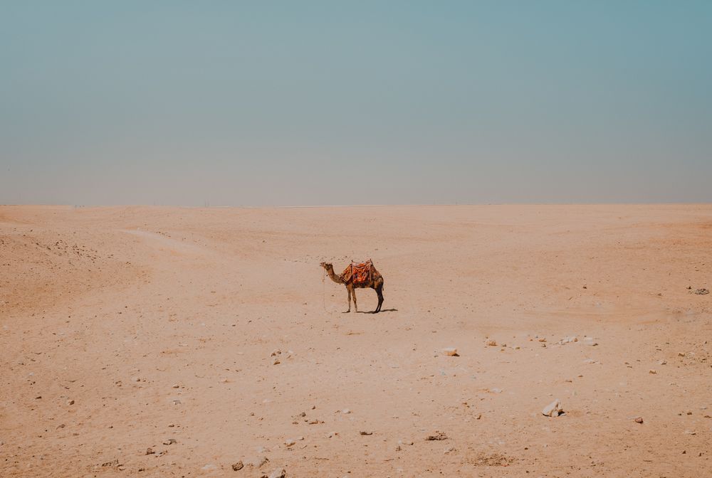camel with ornamental saddles standing in desert near Cairo, Egypt