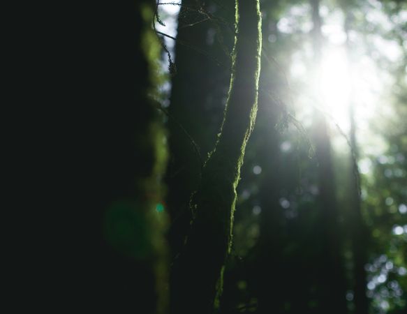 High green trees in forest in summer