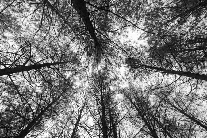 Tree canopy in B&W