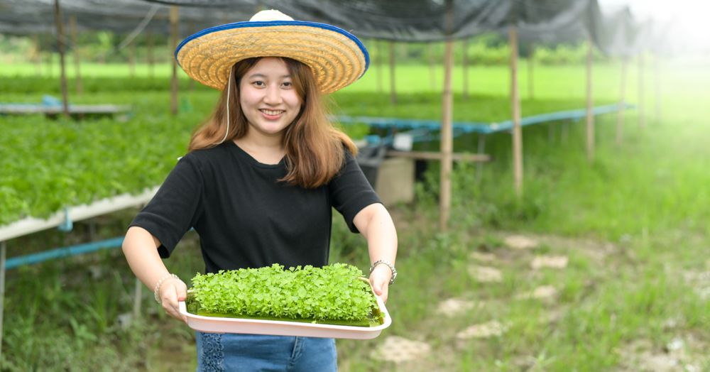 A woman farmer shows a tray of vegetable seedlings in a greenhouse.