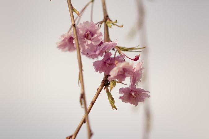 Small tree branches with feathery pink cherry blossom flowers