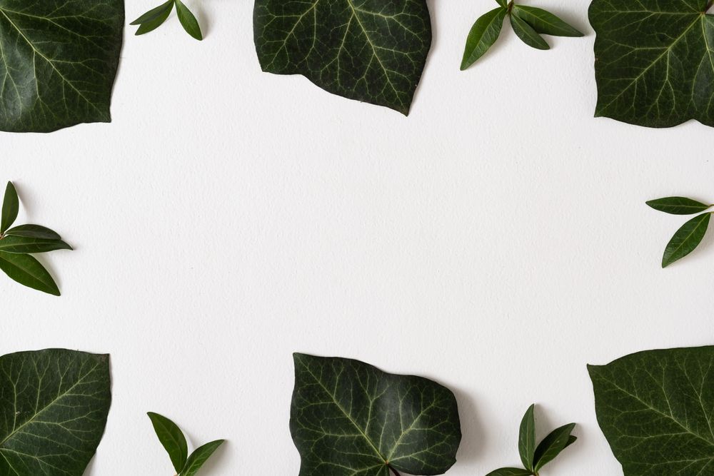 Large and small green leaves bordering light background