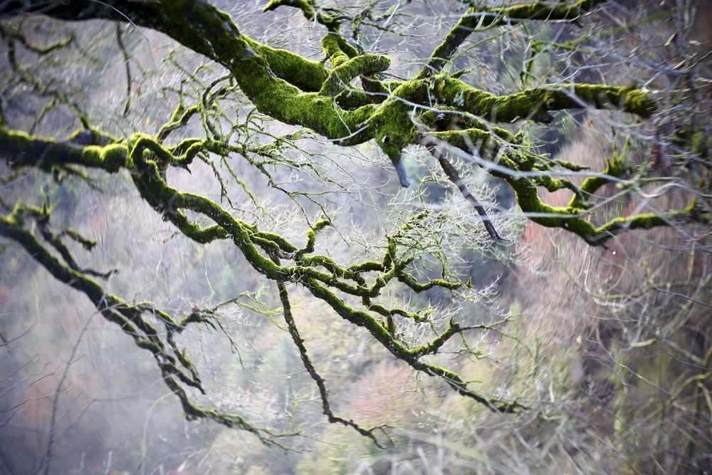 Green branches covered with moss