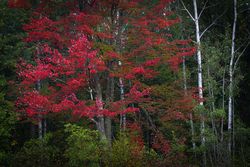 Maple trees along Great River Road in Aitkin County, Minnesota