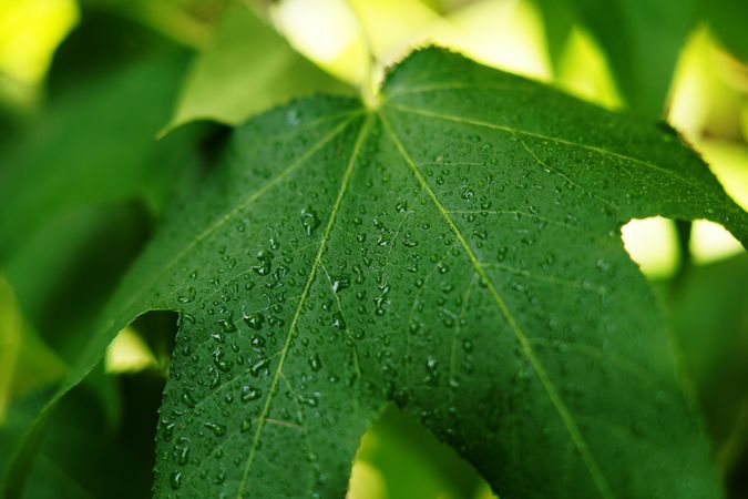 close up of fresh green foliage