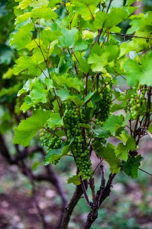 Vineyard leaves in Kakheti region, Georgia