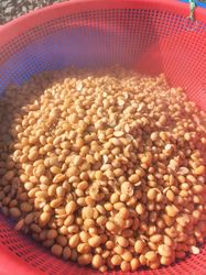 Boiling Yellow Soybeans in a Traditional Pot
