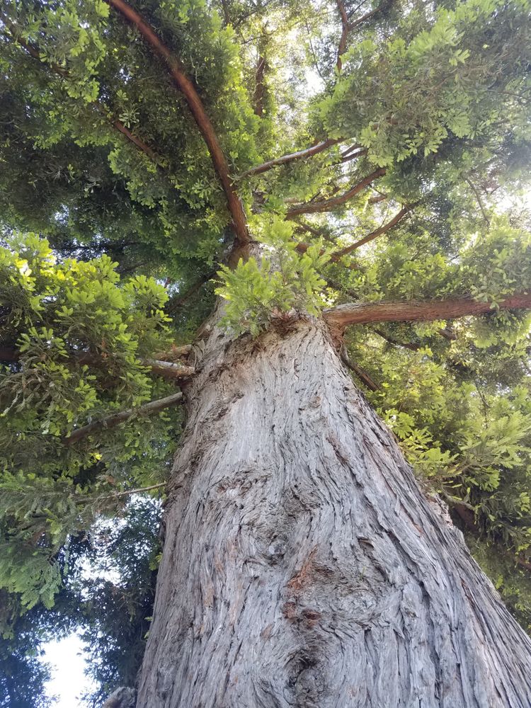 Shot of tree taken from the trunk