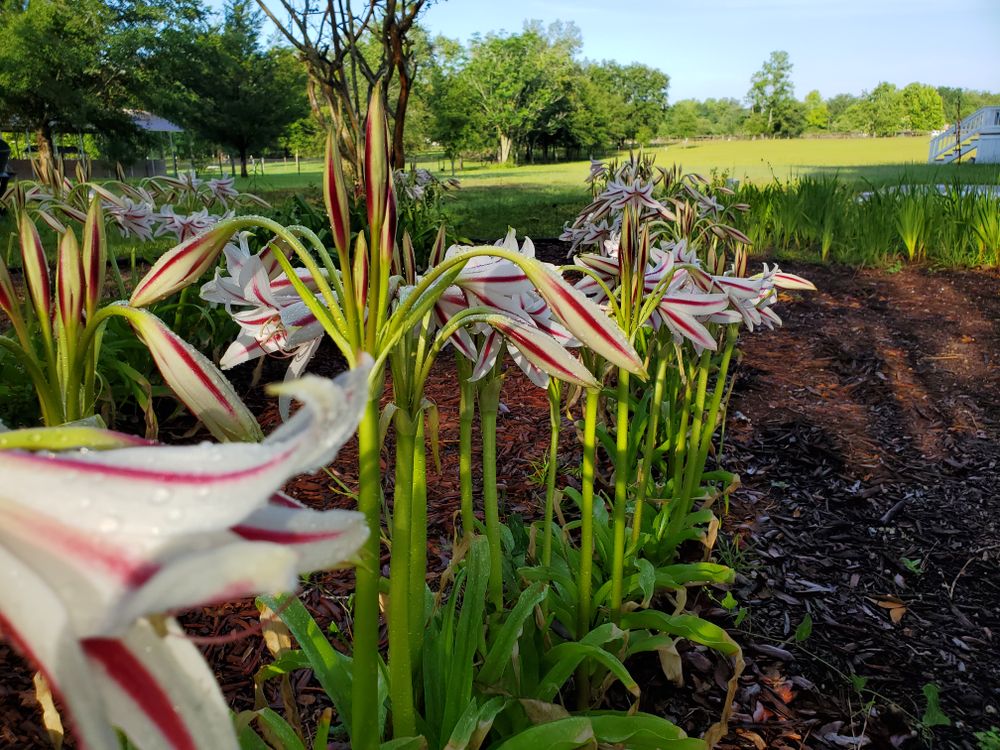 Flowers blooming in a row