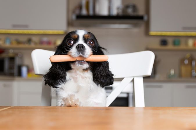 Cavalier spaniel with hot dog in his mouth on a chair in the kitchen