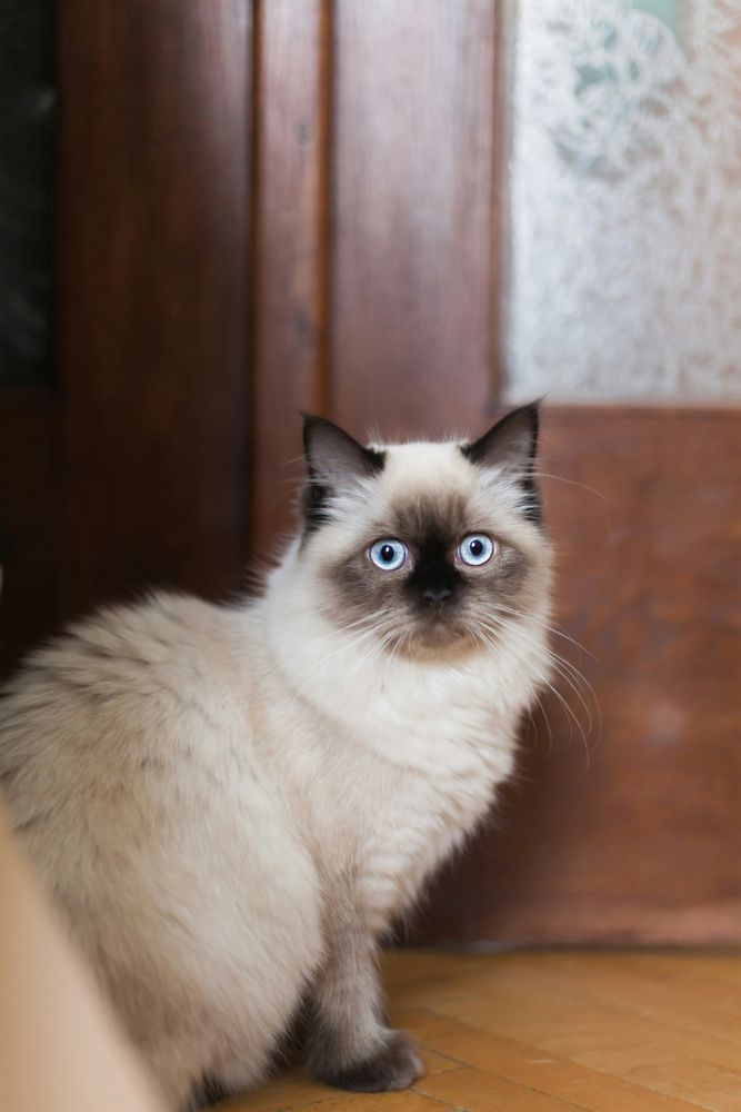 Ragdoll Cat Portrait with Blue Eyes and Colorpoint