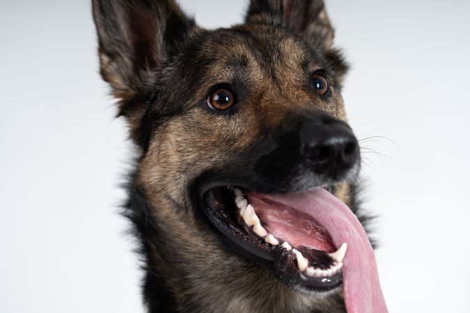 Close up of German Shepherd with tongue out