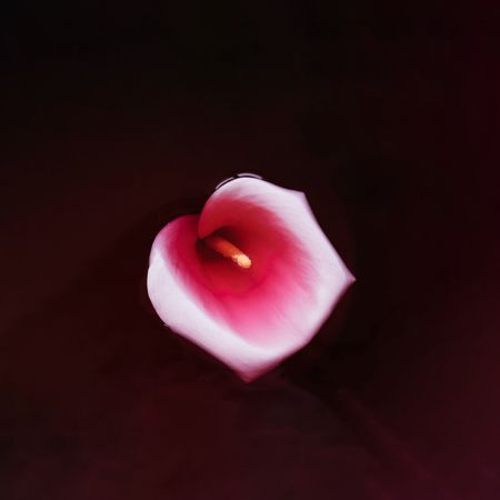 Pink flower in dark water