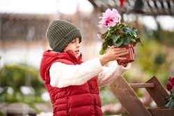 Curious preschool boy taking flower in pot from wooden stand