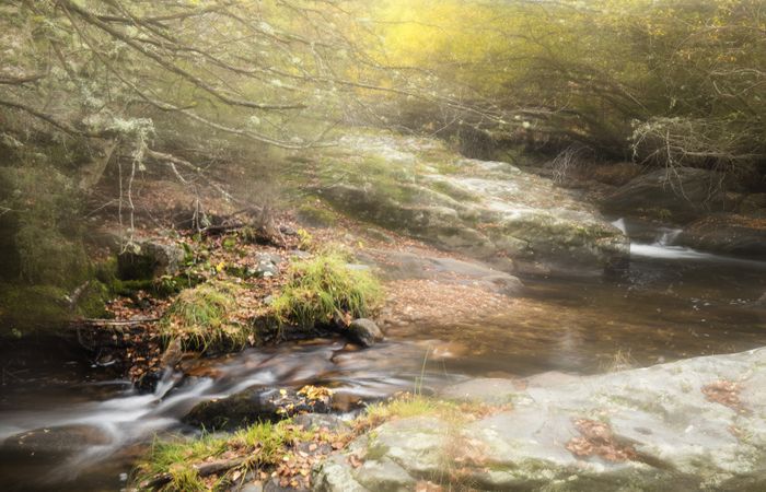 Beautiful clean creek in autumn forest