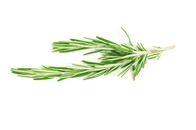 Fresh green rosemary isolated on neutral background