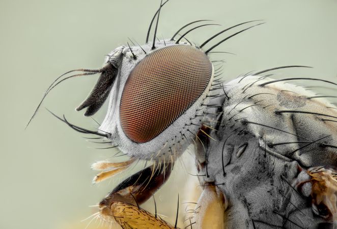 Insect's head in close up
