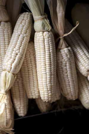 A Pile Dried Corn for Background
