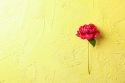 Beautiful peony on color background, space for text