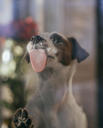 Jack Russell terrier licking glass window