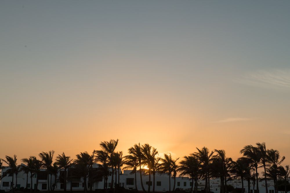 Sun rising over houses and palms