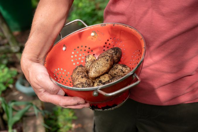 woman holding sieve with organic potatoes in garden