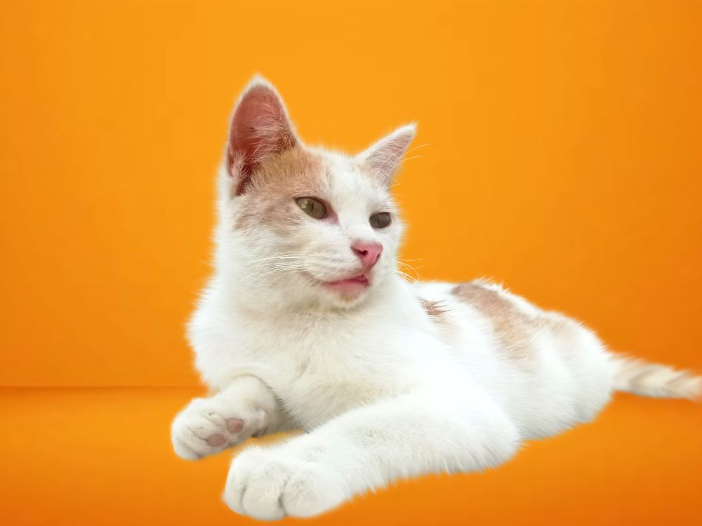Close-up of cat against orange background