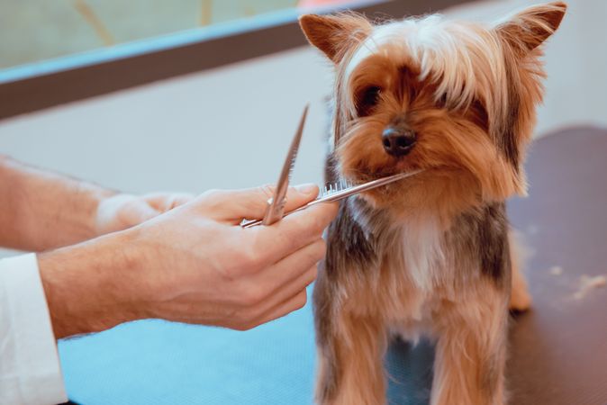 Crop groomer trimming fur of little dog