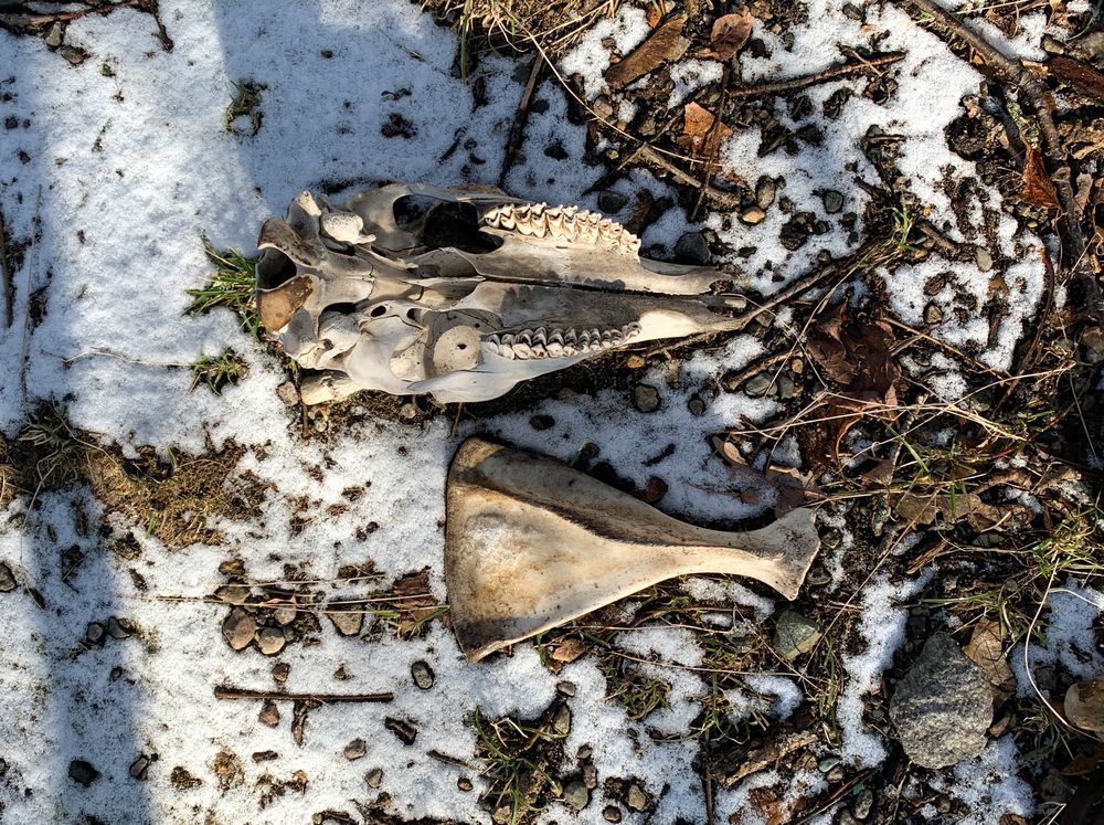 Animal skull outside