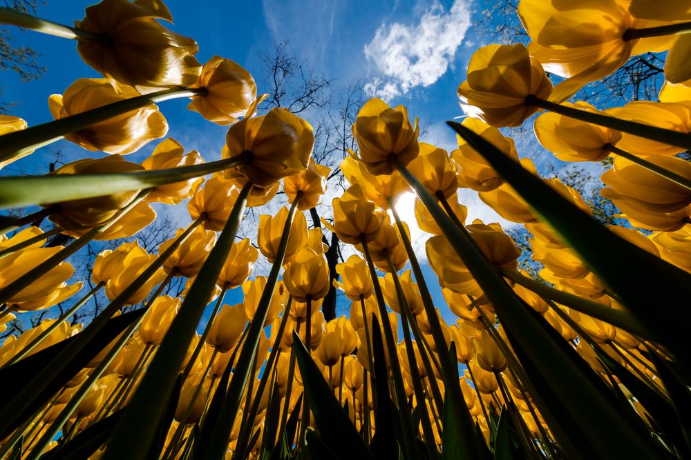 Low angle view of yellow tulip