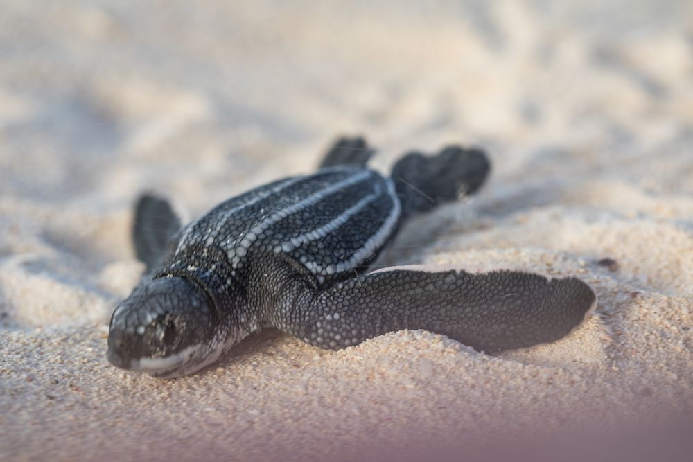 Baby turtle crawling on sand to water