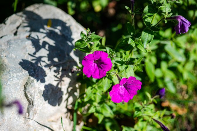 Purple petunia flowers
