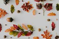 Autumnal pattern with leaves and nuts bordering light background