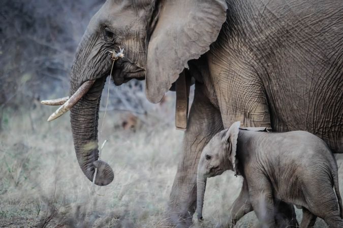 Close-up shot of gray elephant and calf walking
