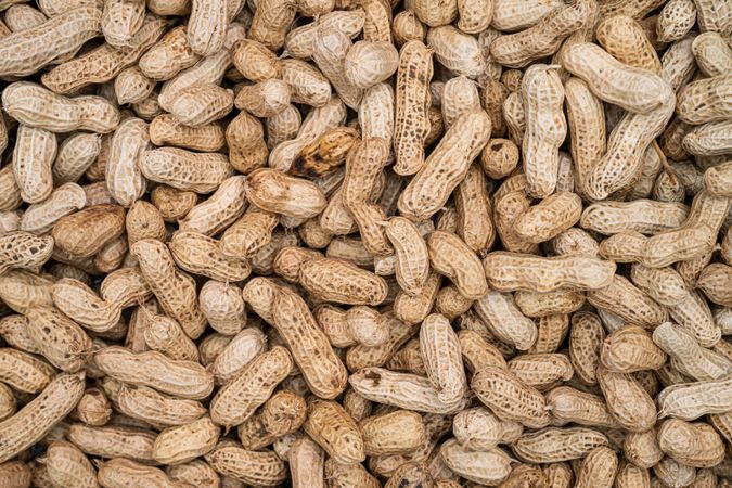 Freshly harvested and sun-dried peanuts