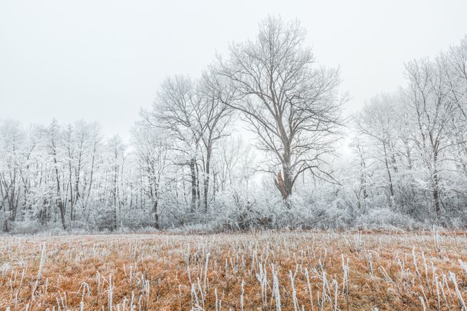 Frosty forest on an overcast day, landscape