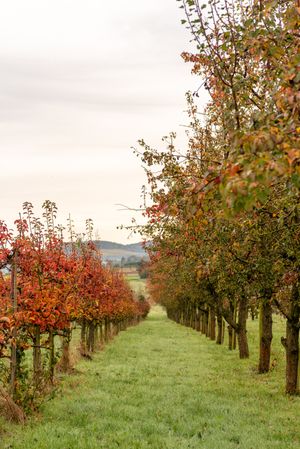 Apple and pear trees in a row in an autumn orchard in Stuttgart, Germany