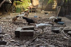 Chickens eating and drinking outside