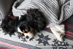 Cavalier Spaniel cosy in a blanket and winter pattern 0KBAzb