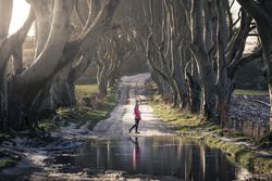 Unrecognizable person on beech trees tunnel in winter day