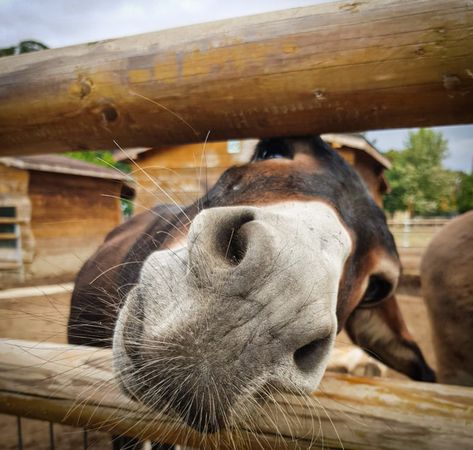 Donkey’s nose poking through fence