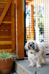 Shih-tzu dog on patio