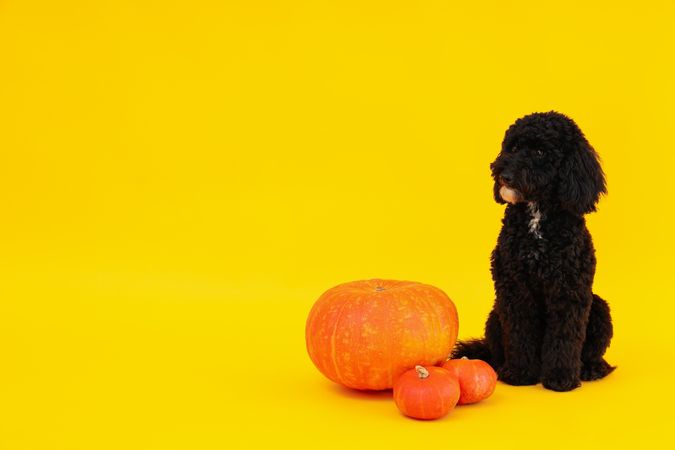 dog and pumpkins on yellow background