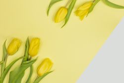 Fresh yellow flowers with green leaves