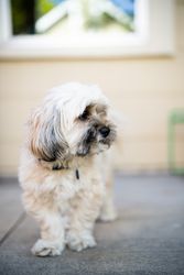 Shih-tzu on patio
