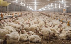 Poultry at chicken farm