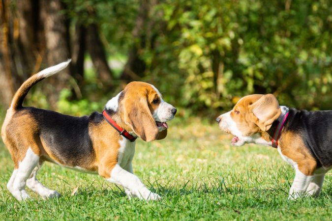 Two tricolor beagles playing on green grass field