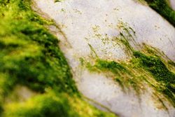 Stony hill covered with moss
